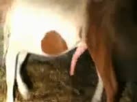 Animal sex with a horse cock